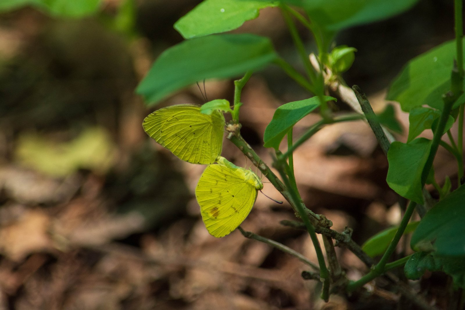 Insectos — Mariposas Azufre
