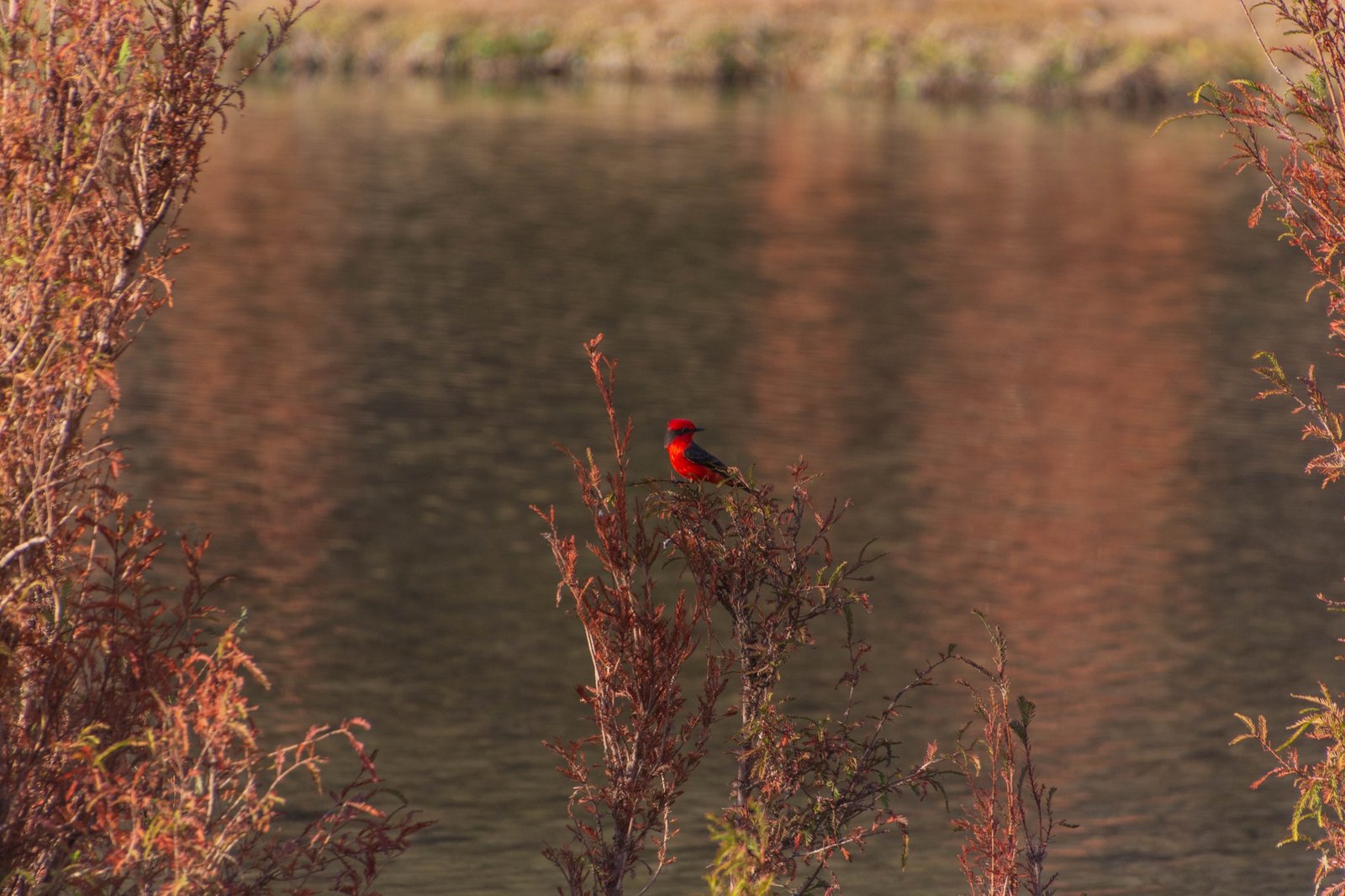 Aves — Mosquero Cardenal