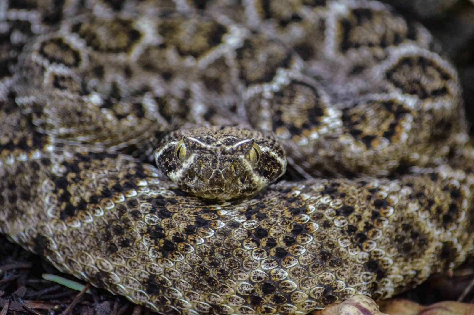 Reptiles — Víbora de Cascabel